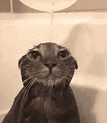 Gato Cat GIF