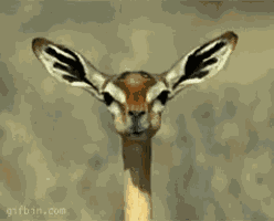 Gazelle Chewing GIF