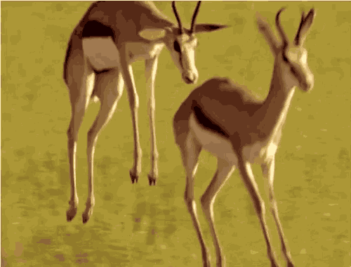 Gazelle Running GIF