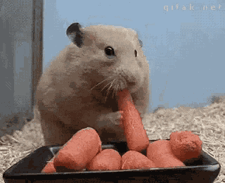 Hamster Eating GIF