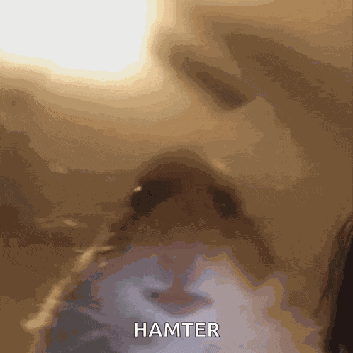 Hamster Meme GIF GIF