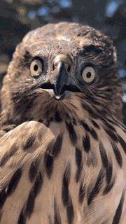 Hawk Front Facing GIF