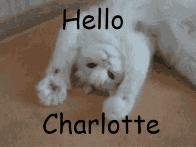 Hello Charlotte GIF