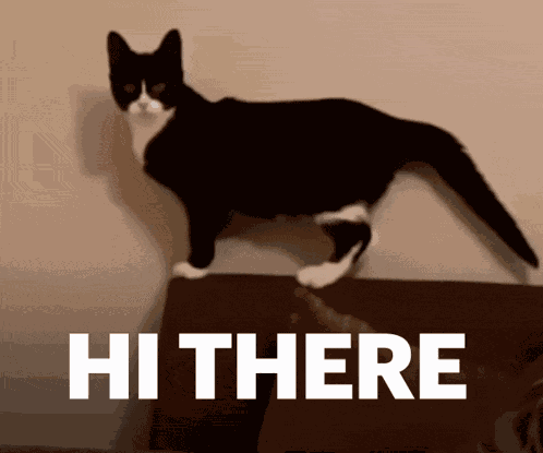 Hi Hi There GIF
