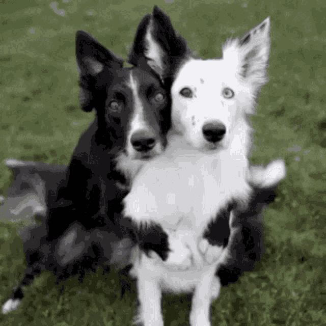 Hug Black And White GIF