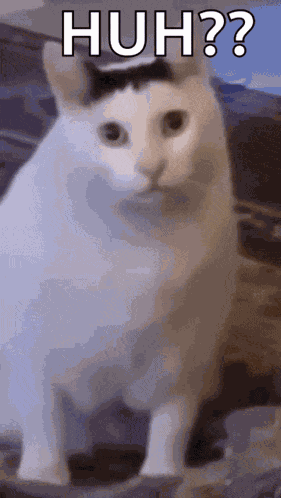 Huh Cat Huh M4rtin GIF