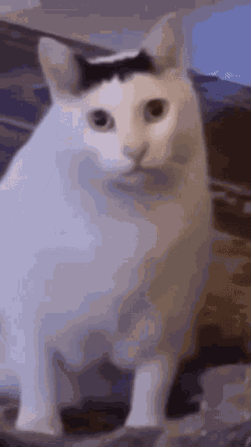 Huh Cat Huh M4rtin GIF
