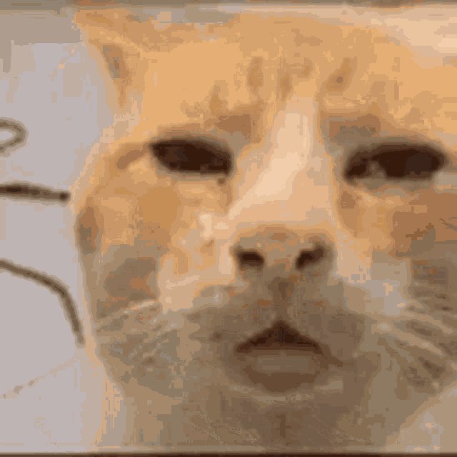 Huh Cat GIF