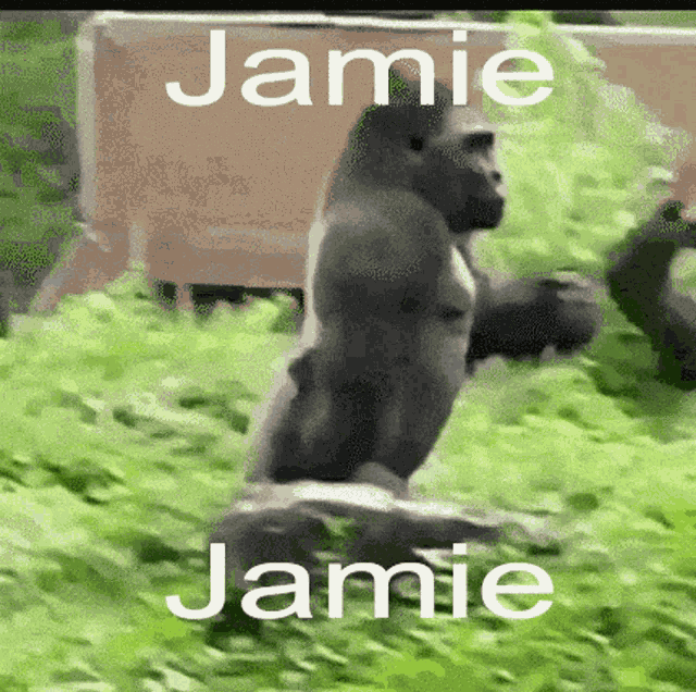 Jamie Gorilla GIF