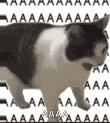 Kedinehir Nehirkedi GIF