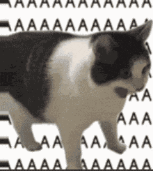 Kedinehir Nehirkedi GIF