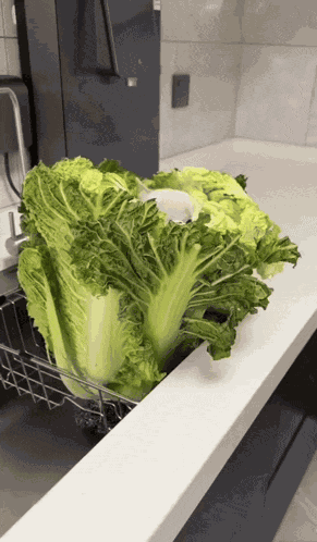 Lettuce Pibble GIF