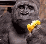 Macaquinho GIF