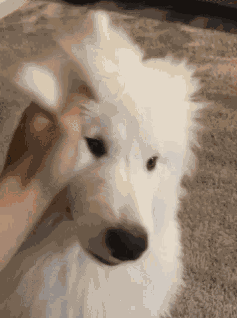 Maluviana Dog GIF