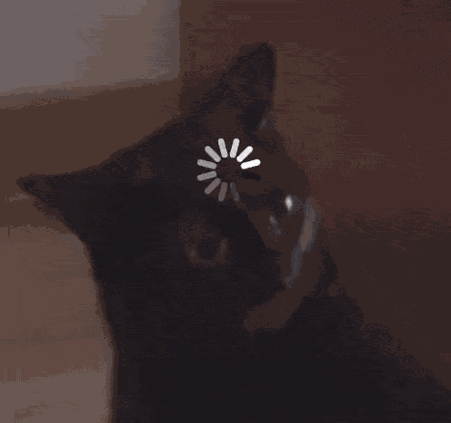 Midnight The Cat Stopped Working Cat Meme GIF