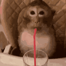 Monkey Sipping On Straw GIF