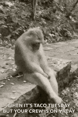 Monkey Sitting Hands Between Legs Looking Both Sides Nosolohit GIF