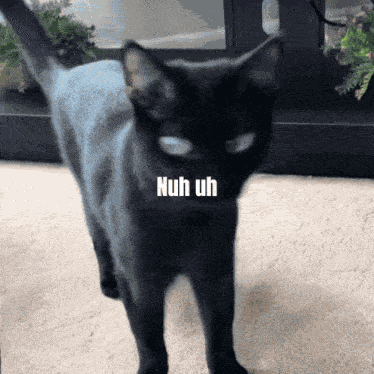 Nuh Uh Cat GIF