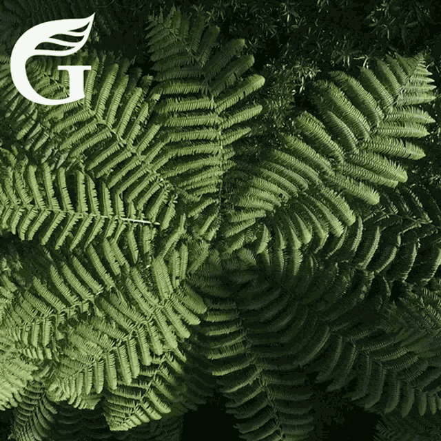 Nz Greens Nz Green Party GIF