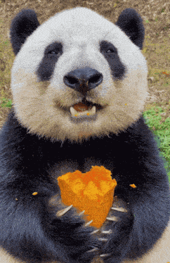 Panda Eat Munch GIF