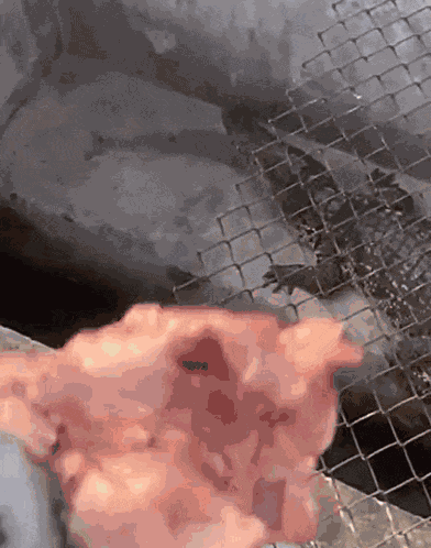 Paragwontbms Alligator GIF