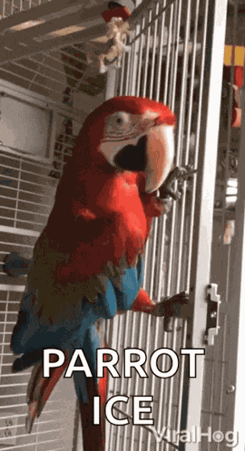 Parrot Dancing GIF