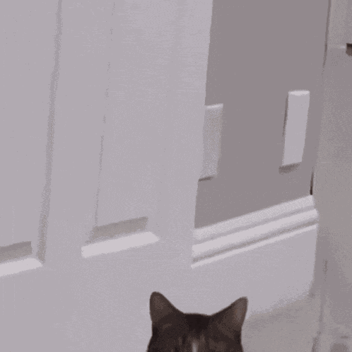 Patchesthecat Patchescat GIF
