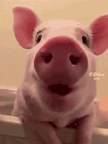 Pig Pig Funny GIF