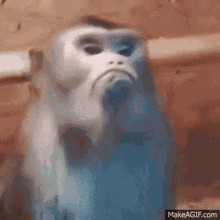 Pissed Monkey GIF