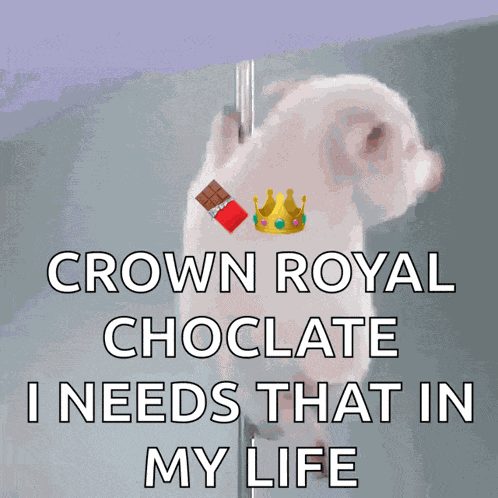 Porquinho Polidance GIF