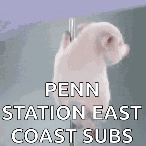 Porquinho Polidance GIF