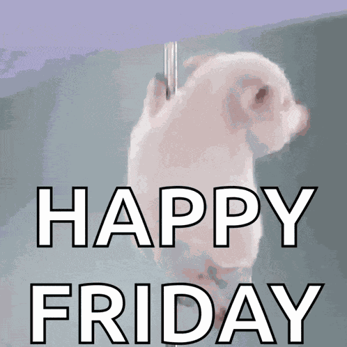 Porquinho Polidance GIF