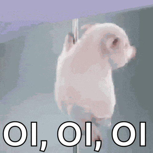 Porquinho Polidance GIF