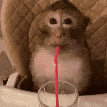 Premium Monkey By Hero 911 Glass Drinking Monkey GIF