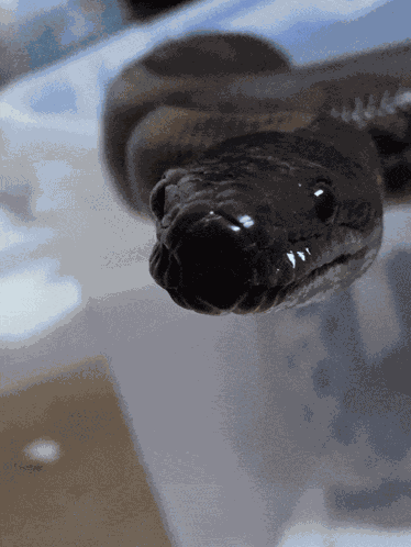 Rainbow Boa Brazillian Rainbow Boa GIF