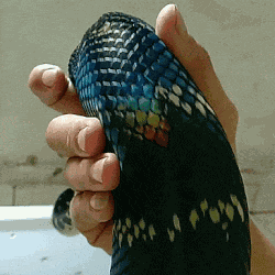 Rainbow Snake GIF