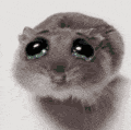 Rat Cute Cry GIF
