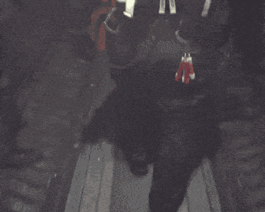 Redfox9 Phillip Graves GIF