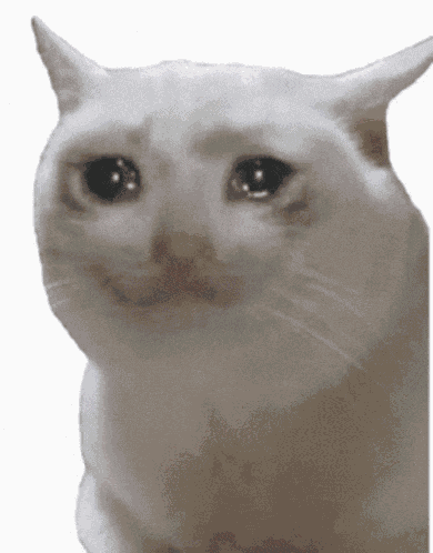 Sadcat Crying Cat GIF