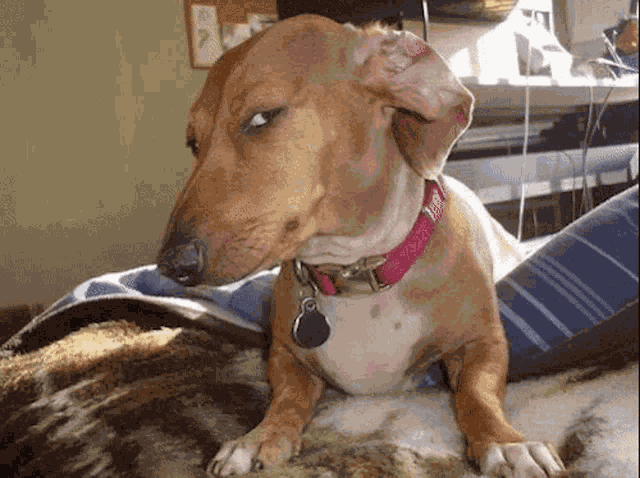 Side Eye Dog Suspicious Look GIF