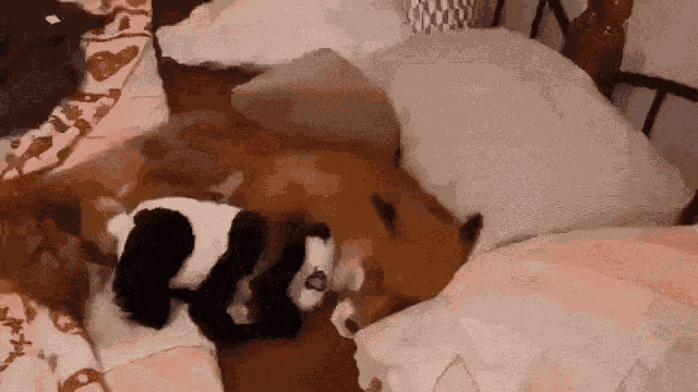 Sleepy Sleepy Fox GIF
