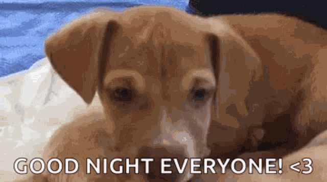 Sleepy Tired Puppy GIF