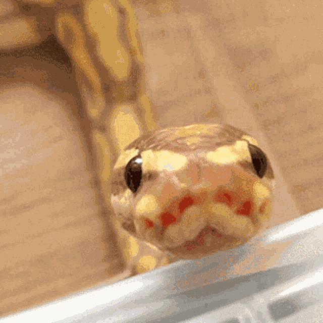 Snakes Animal GIF
