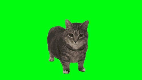 Spinning Cat Ethel Cat GIF