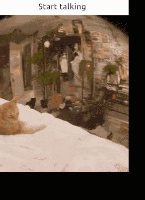 Start Talking Cat GIF