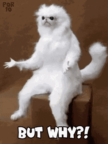 Why Persian Room Cat Guardian GIF