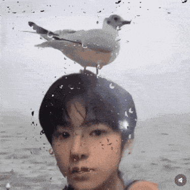 Wishpilled Nct Wish GIF